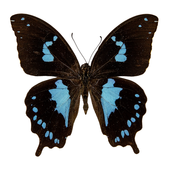 Tearful Swallowtail
