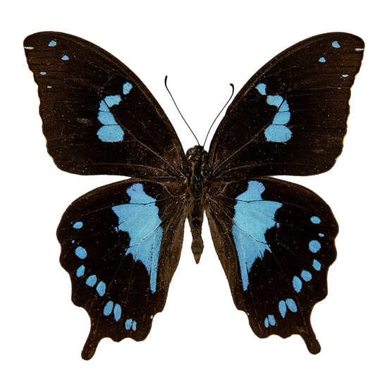 Tearful Swallowtail