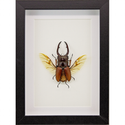 Sawtooth Stag Beetle