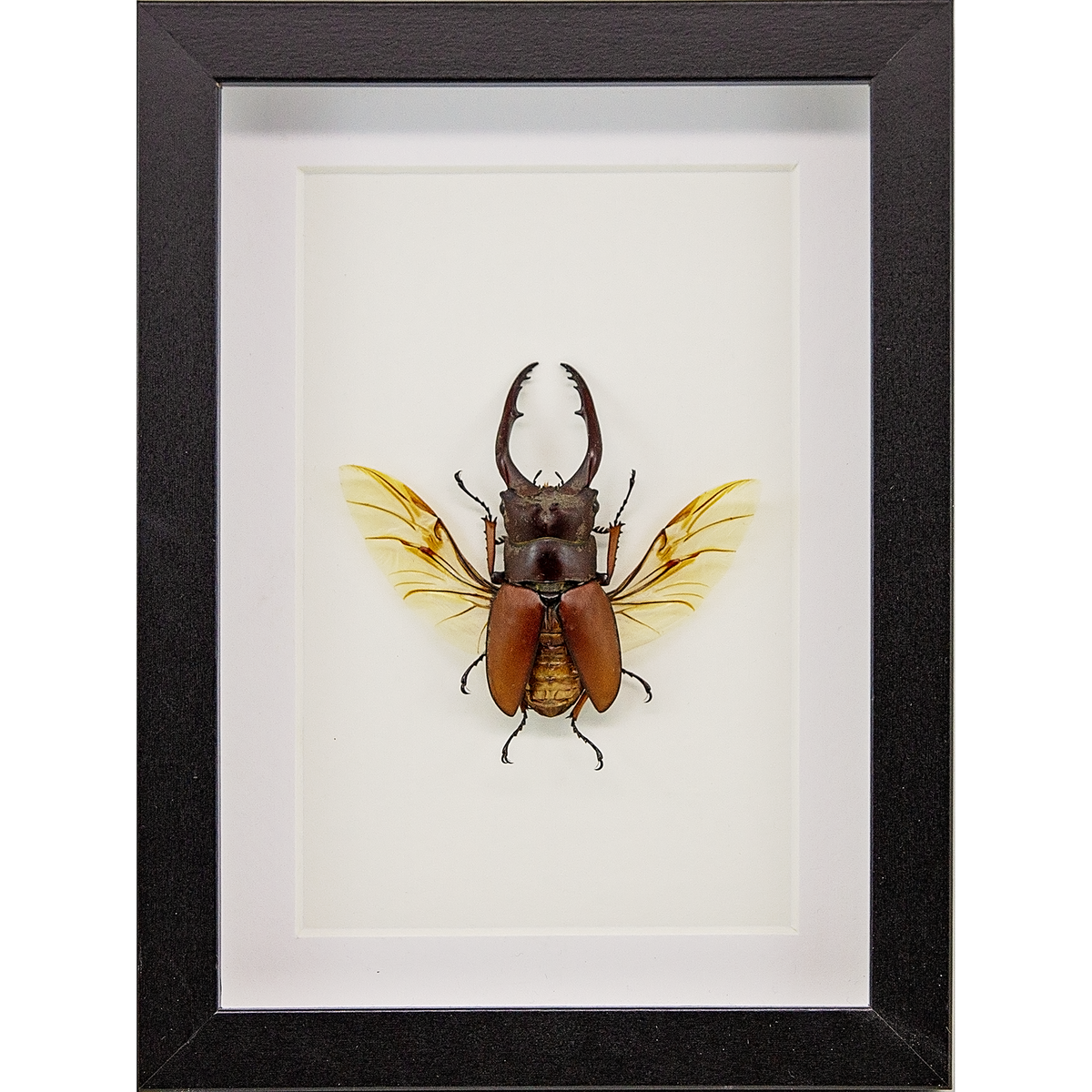 Sawtooth Stag Beetle