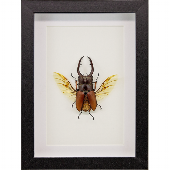 Sawtooth Stag Beetle