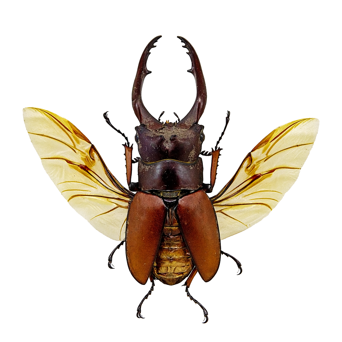 Sawtooth Stag Beetle