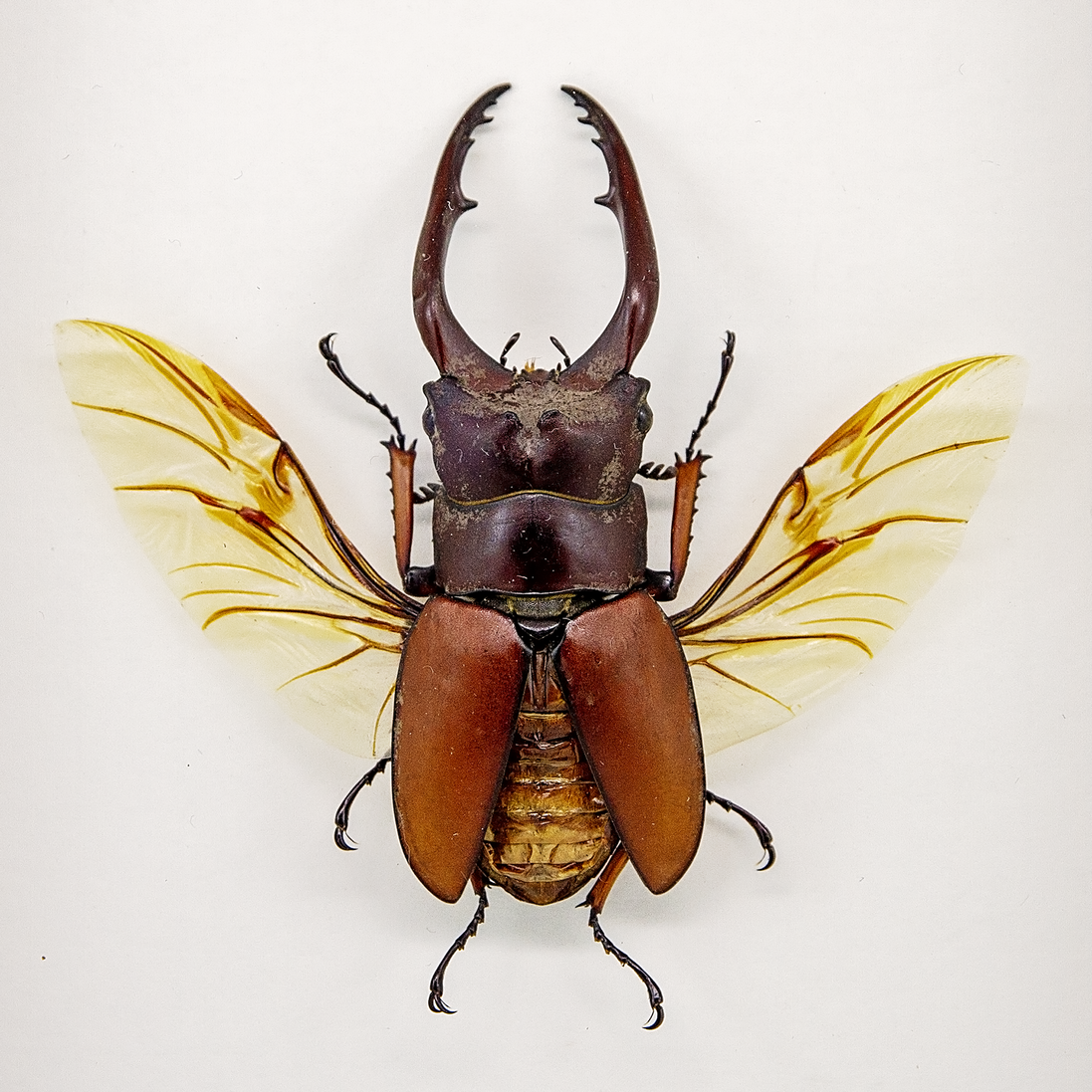 Sawtooth Stag Beetle