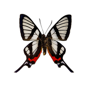 Sylphina Angel