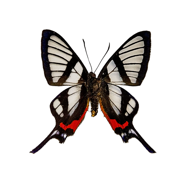 Sylphina Angel