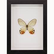 Glasswing Butterfly
