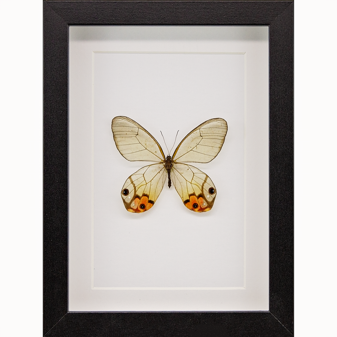 Glasswing Butterfly