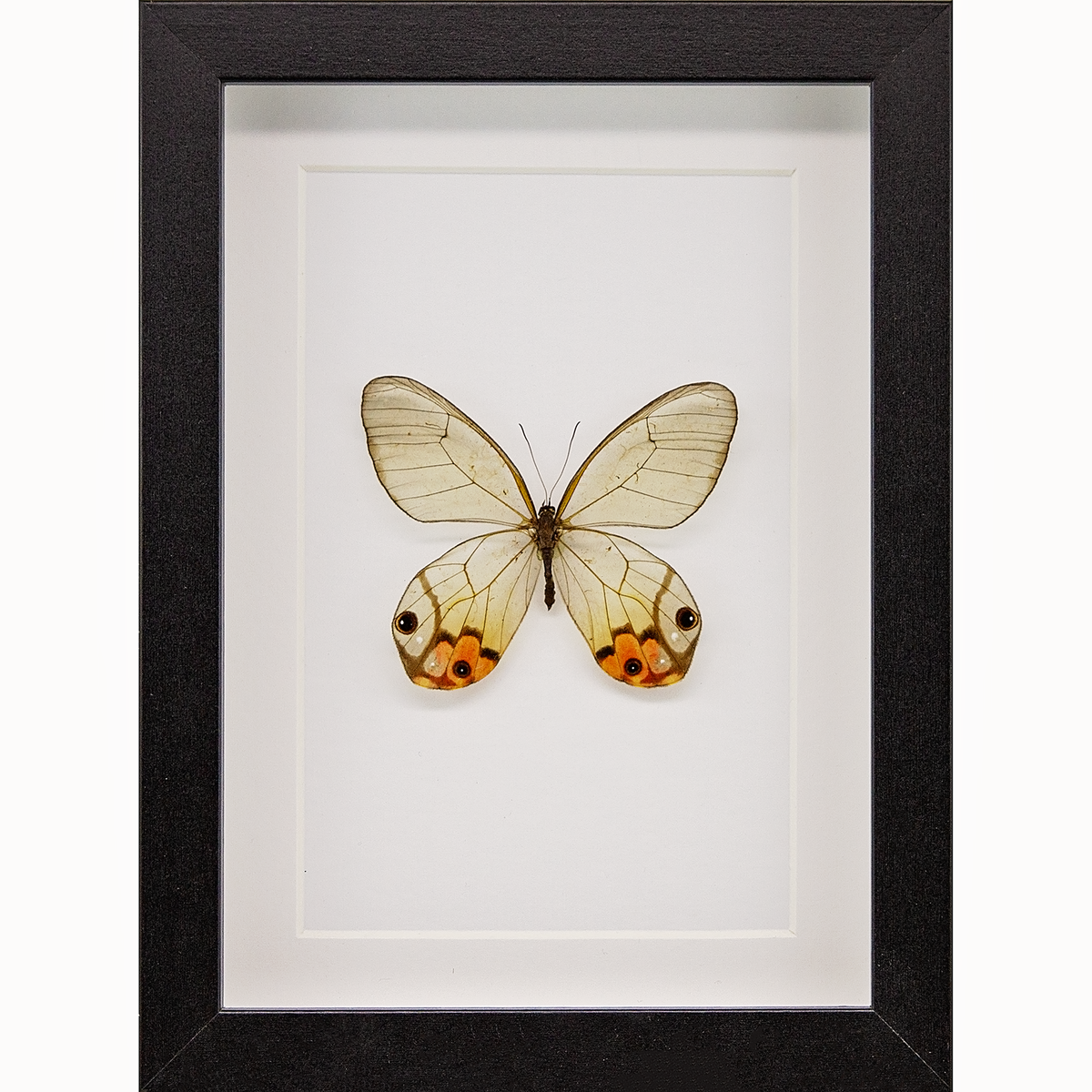 Glasswing Butterfly