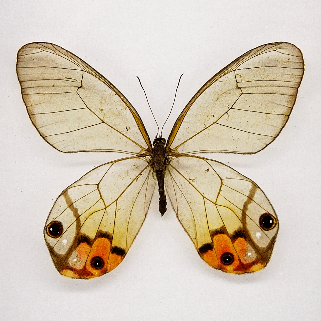 Glasswing Butterfly