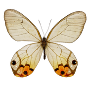 Glasswing Butterfly