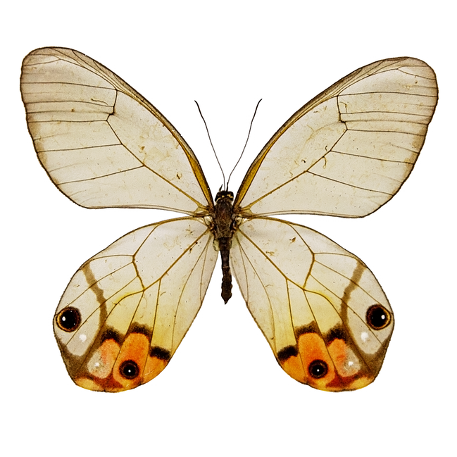 Glasswing Butterfly