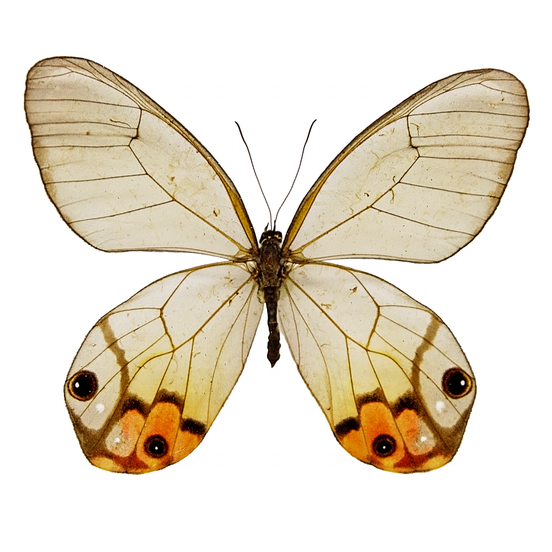 Glasswing Butterfly