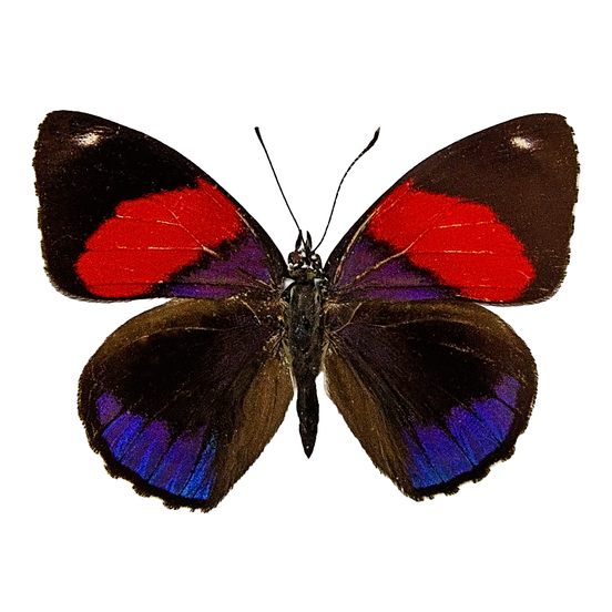 Red and Blue
