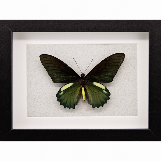 The Belus Swallowtail
