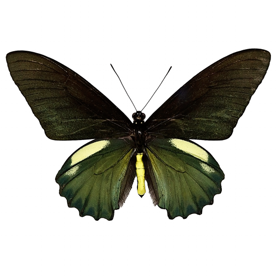 The Belus Swallowtail