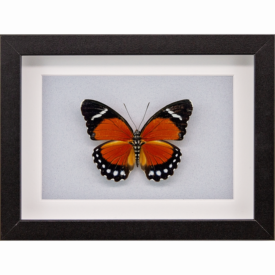 Common Orange Forester