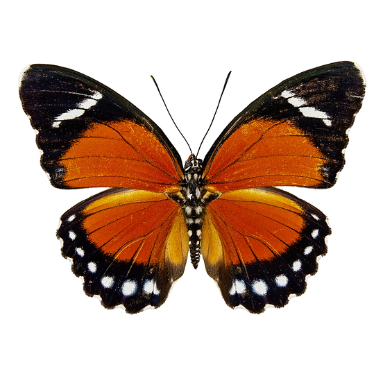 Common Orange Forester