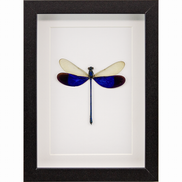 Great Blue Metalwing