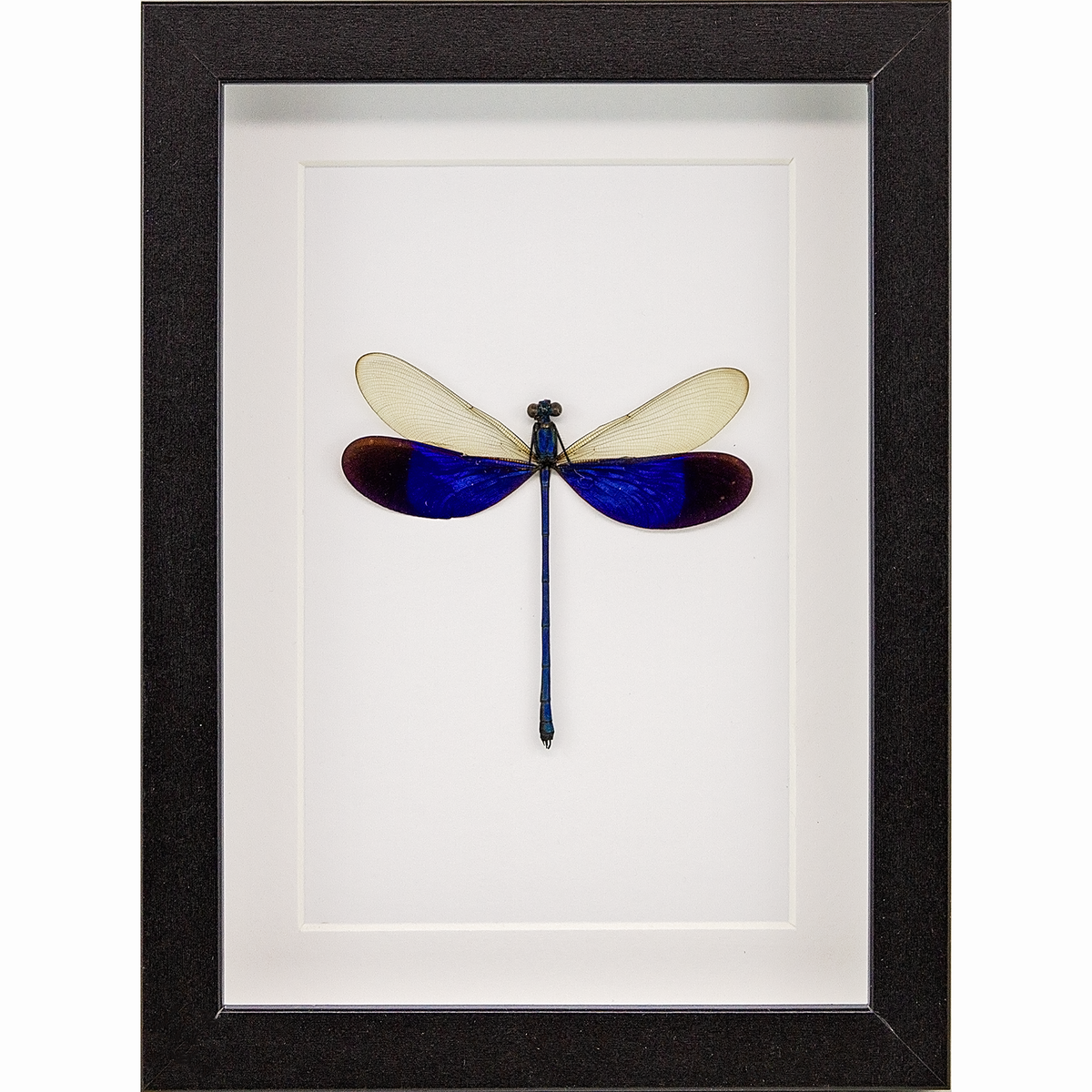 Great Blue Metalwing