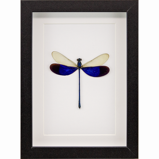 Great Blue Metalwing