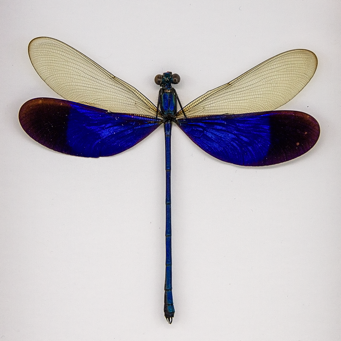 Great Blue Metalwing