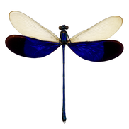 Great Blue Metalwing