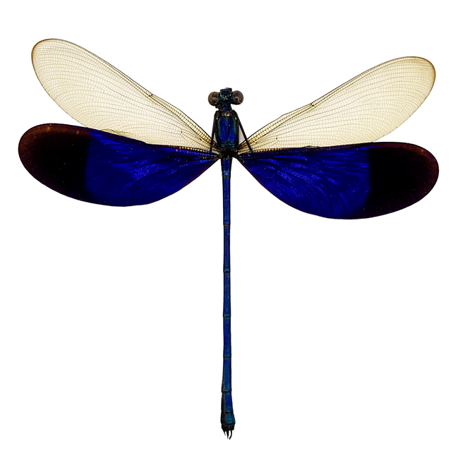 Great Blue Metalwing