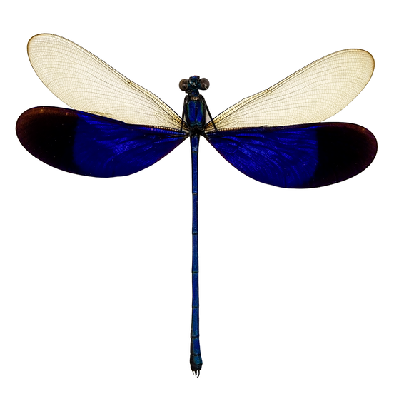 Great Blue Metalwing