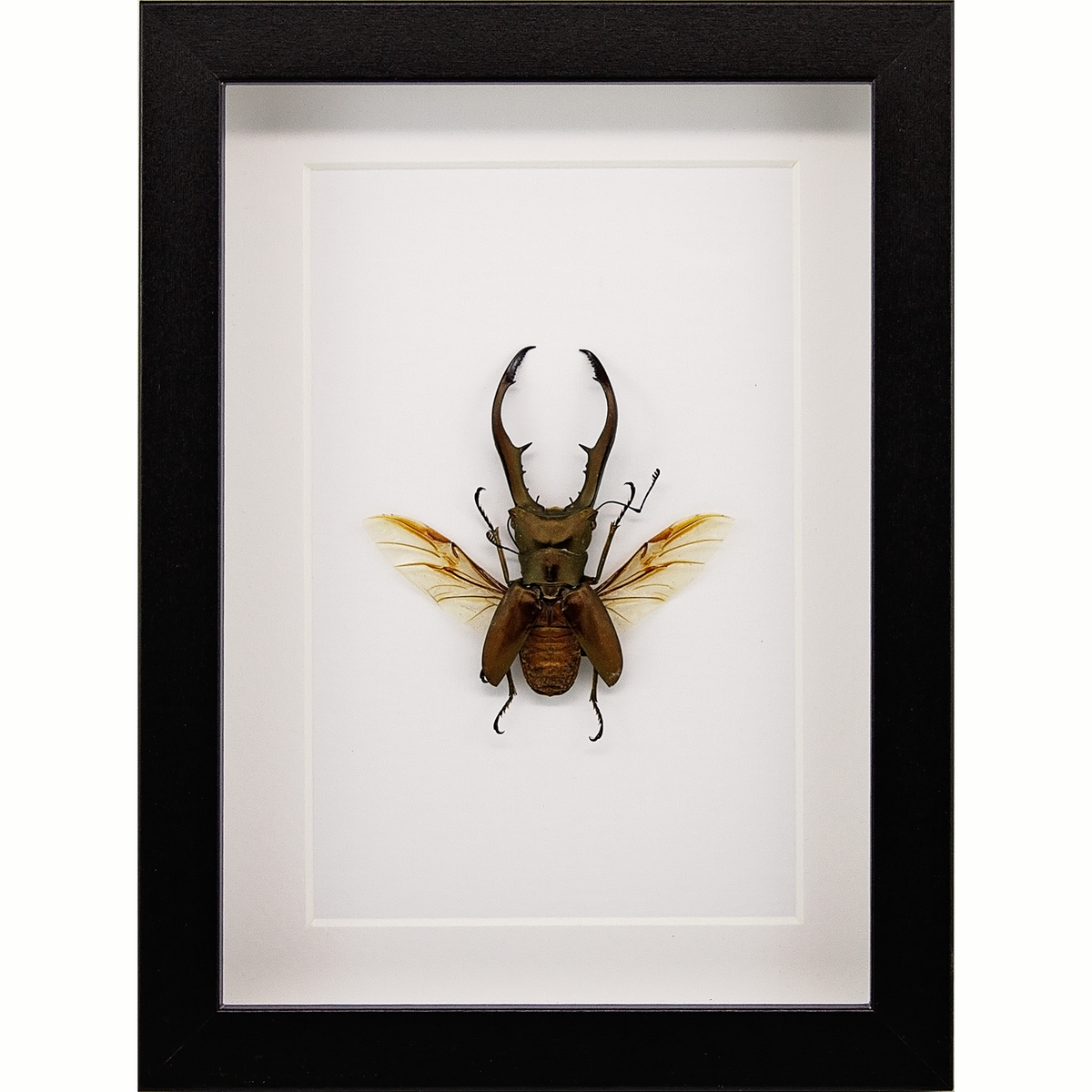 Metallic Stag Beetle