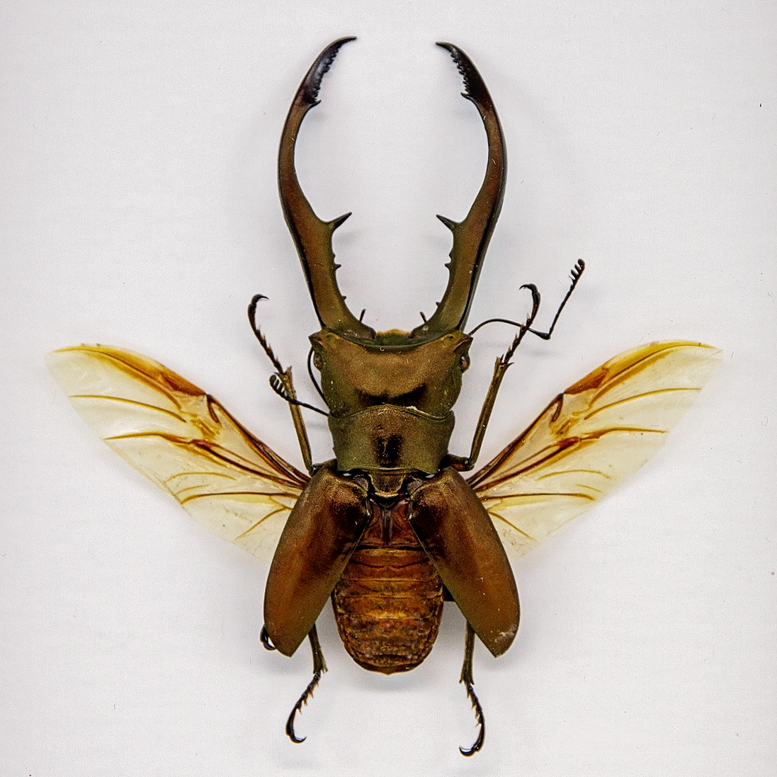 Metallic Stag Beetle