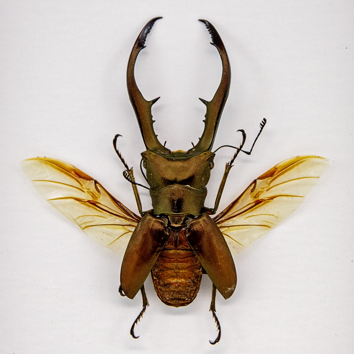 Metallic Stag Beetle
