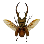 Metallic Stag Beetle