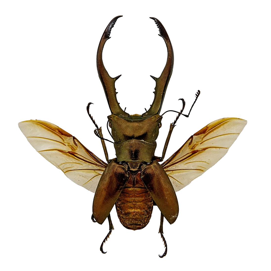 Metallic Stag Beetle