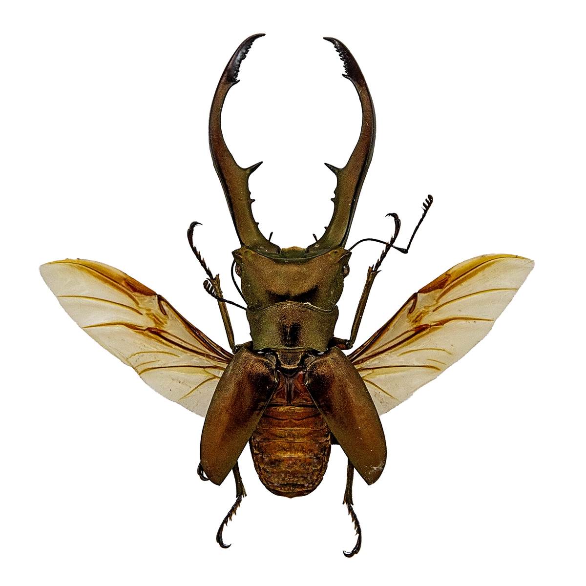 Metallic Stag Beetle