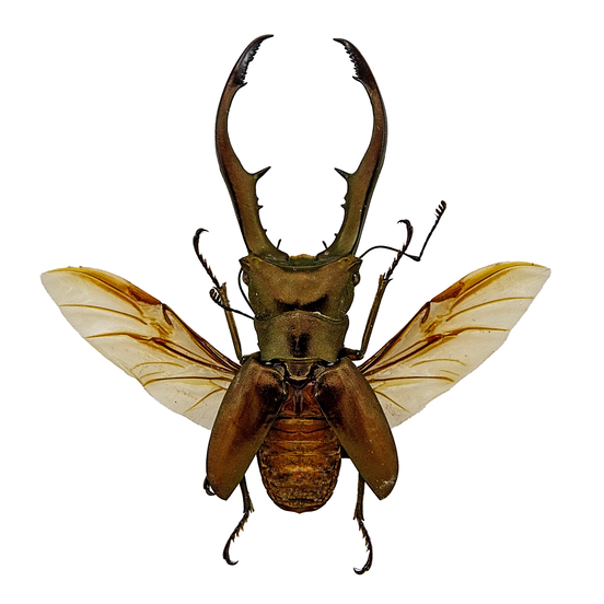 Metallic Stag Beetle