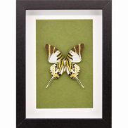 The Five-bar Swallowtail