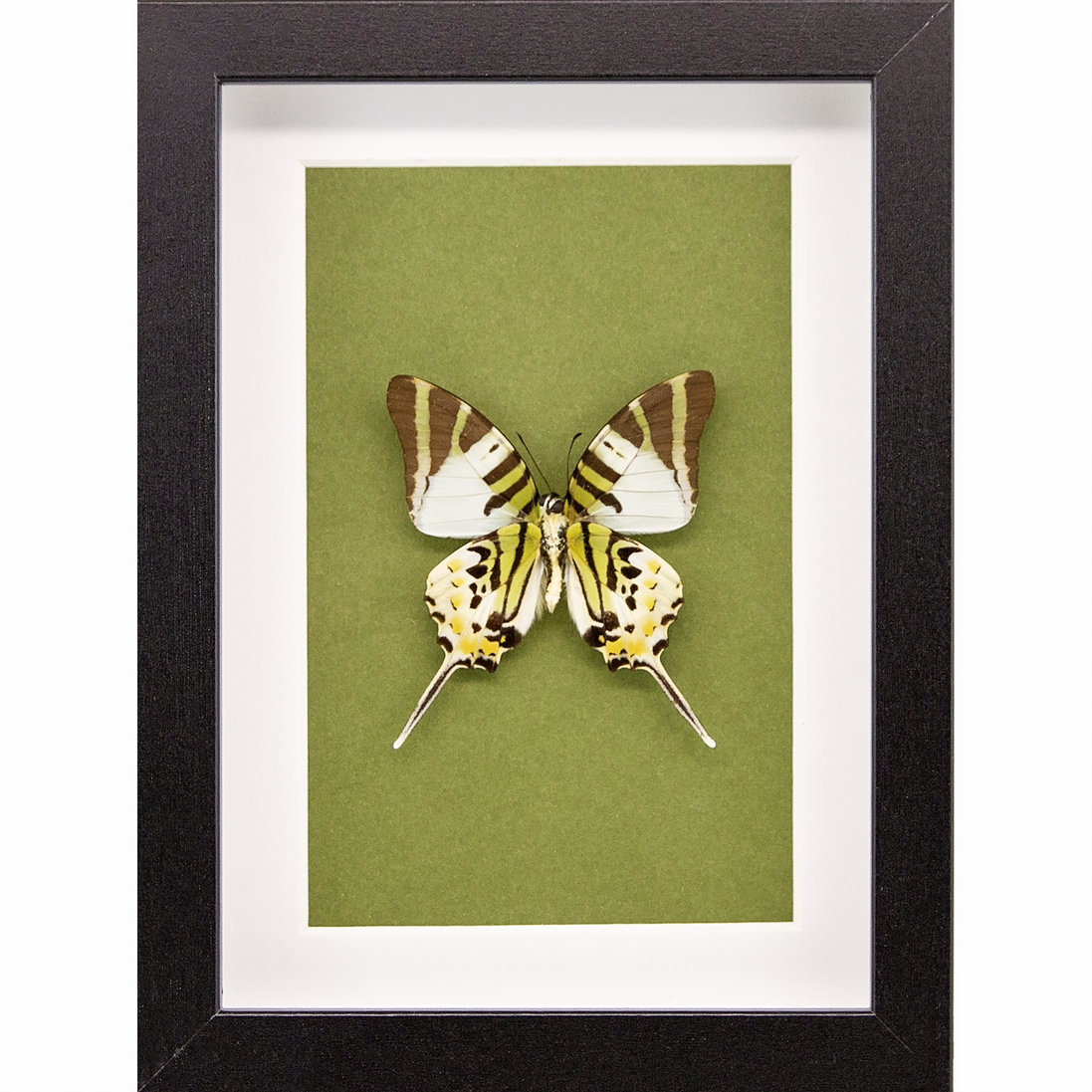 The Five-bar Swallowtail