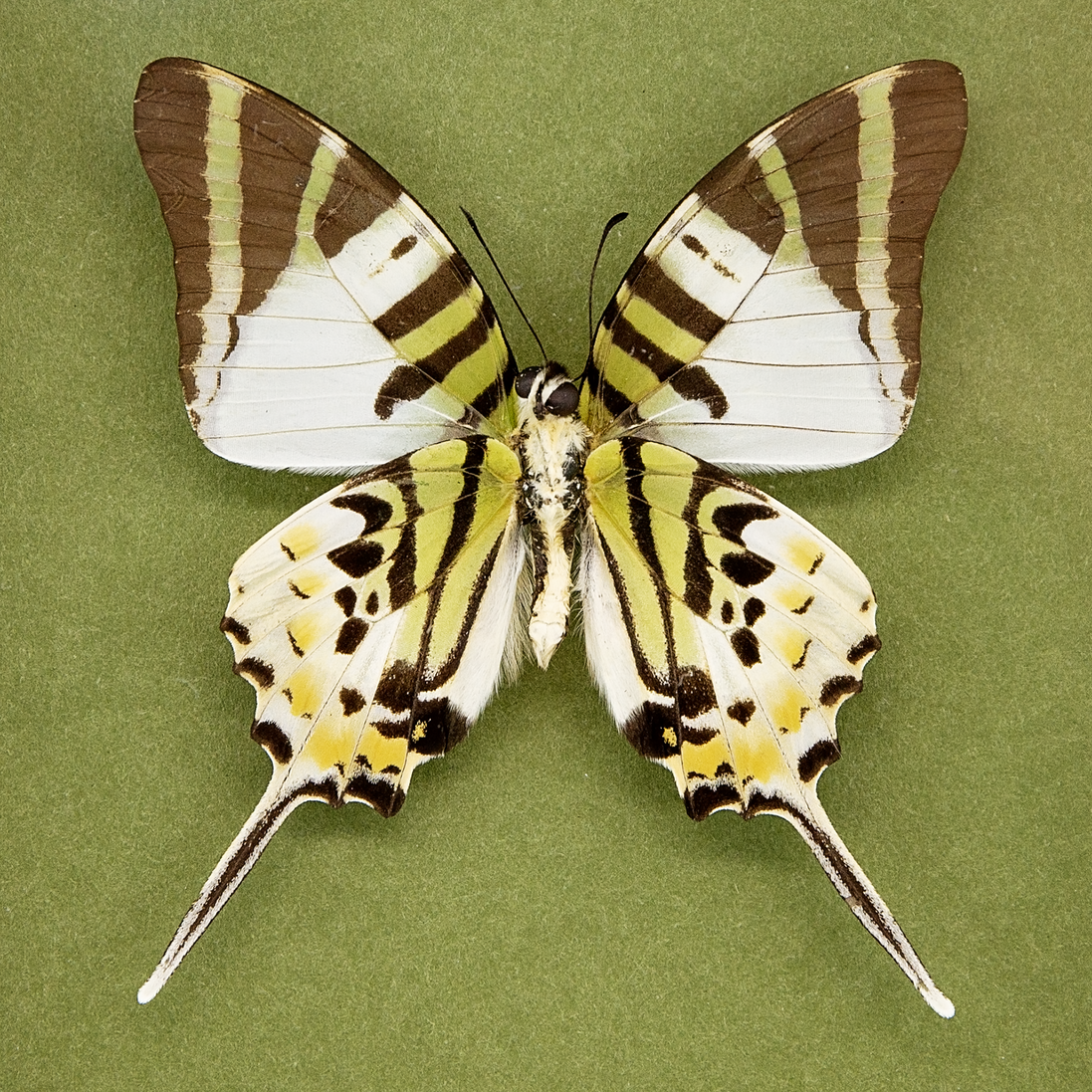 The Five-bar Swallowtail
