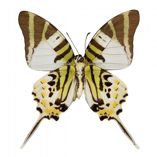The Five-bar Swallowtail