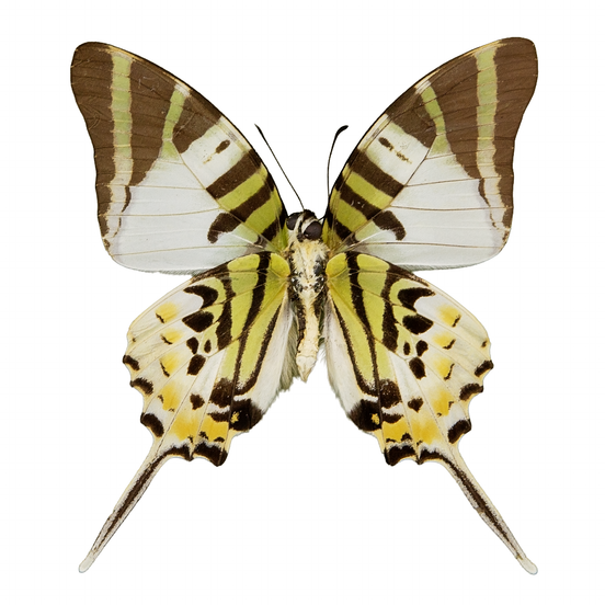 The Five-bar Swallowtail