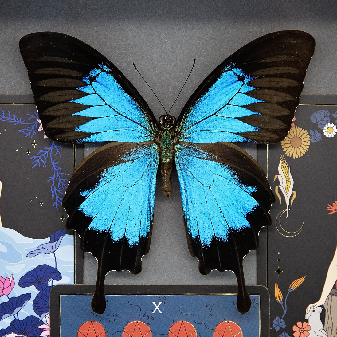 Blue Mountain Swallowtail