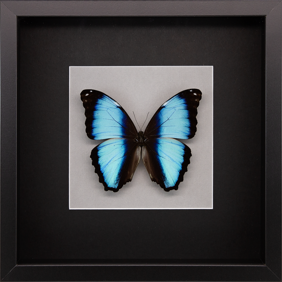 Deidamia Morpho