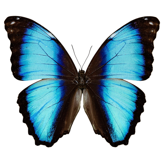 Deidamia Morpho