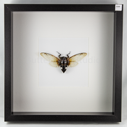 Cicada Clear
