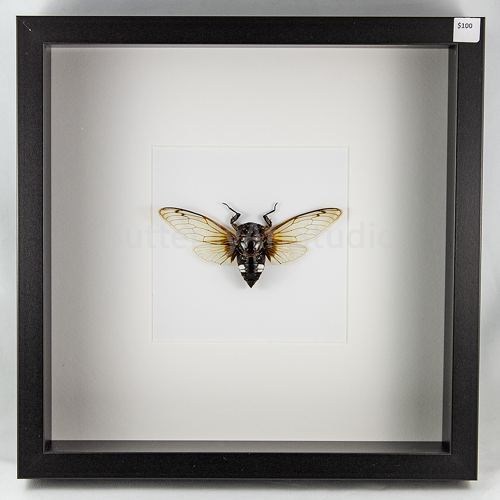 Cicada Clear