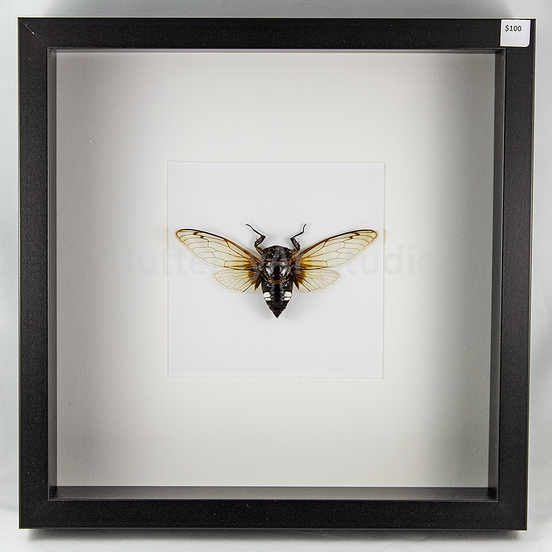Cicada Clear