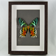 Madagascar Sunset Moth - verso