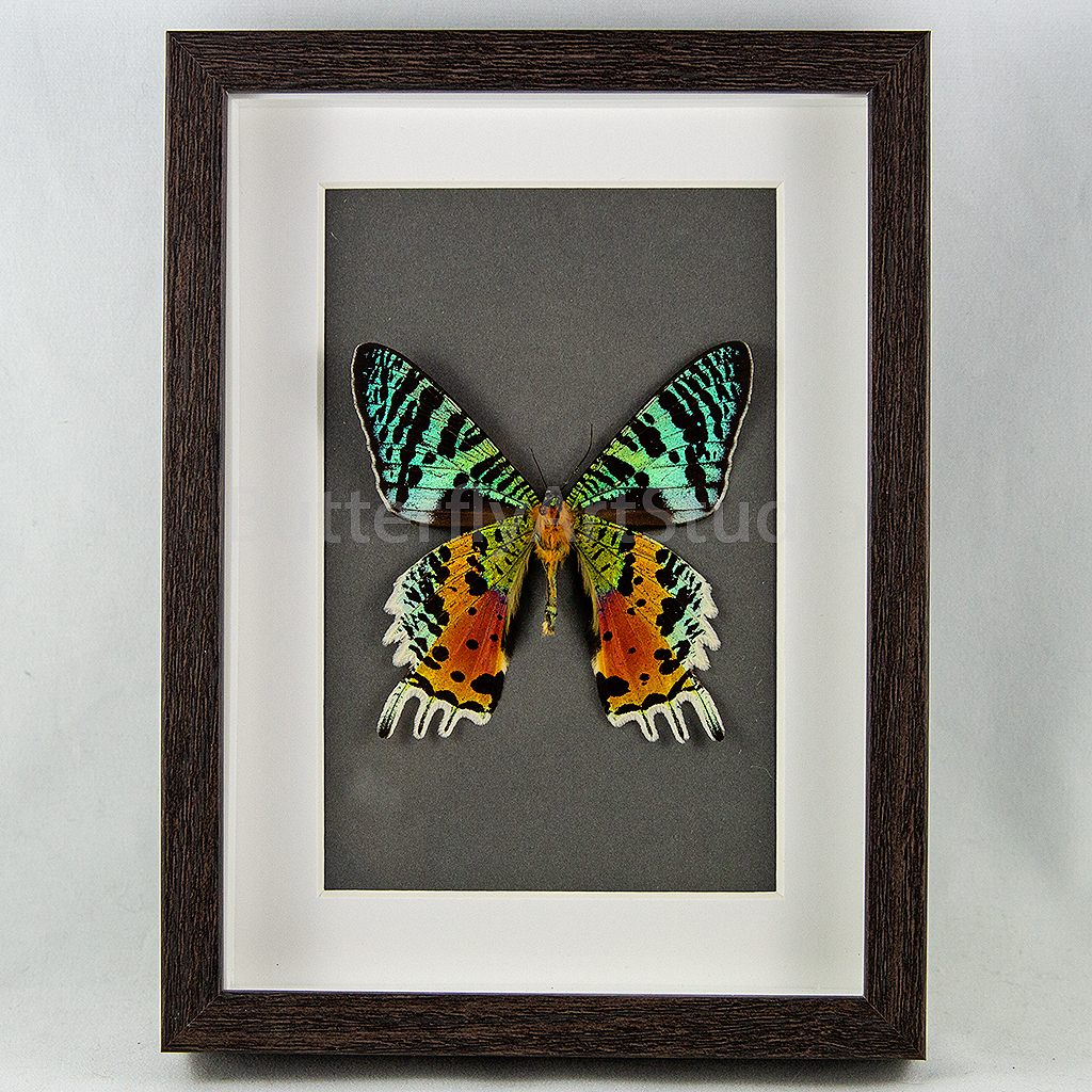 Madagascar Sunset Moth - verso