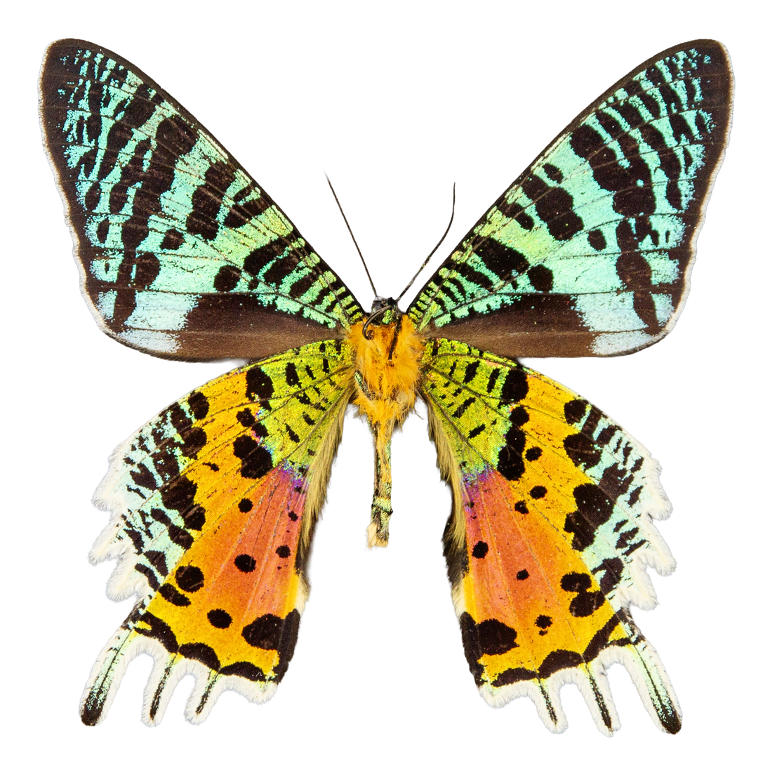 Madagascar Sunset Moth - verso
