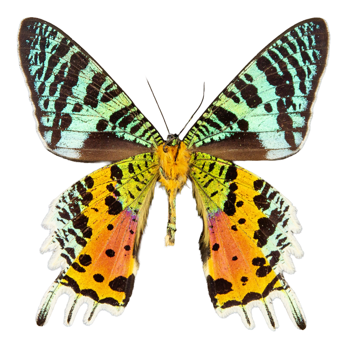 Madagascar Sunset Moth - verso